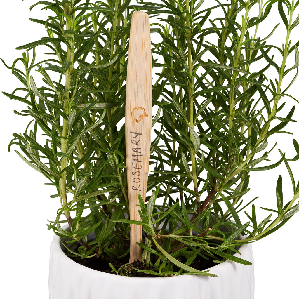 Bamboo Toothbrush with Bamboo Charcoal Infused Slender-Tip Bristles (4 Pack) - QiEco